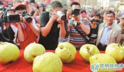 评选梨王 图片来自网络