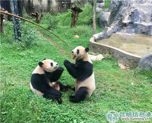 图1:想要吃到月饼,大熊猫就必须站起来。 图1:想要吃到月饼,大熊猫就必须站起来。