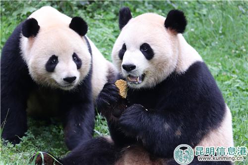 图2:大熊猫“毛竹”和“珍多”一起吃月饼。 图2:大熊猫“毛竹”和“珍多”一起吃月饼。