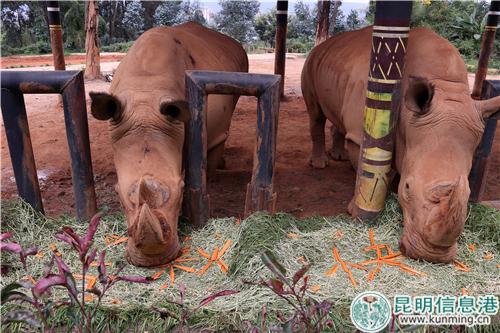 图5:白犀牛一口吃下苜蓿草月饼。 图5:白犀牛一口吃下苜蓿草月饼。