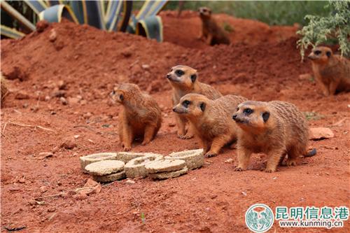 图6:细尾獴围在一起吃月饼。 图6:细尾獴围在一起吃月饼。