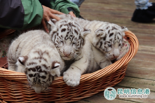 图片1:三胞胎白虎宝宝齐亮相。 图片1:三胞胎白虎宝宝齐亮相。