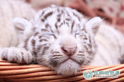 图片2:白虎是孟加拉虎的白色变种。 图片2:白虎是孟加拉虎的白色变种。