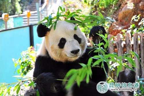 图片3:大熊猫毛竹将为游客送纹身贴纸。 图片3:大熊猫毛竹将为游客送纹身贴纸。