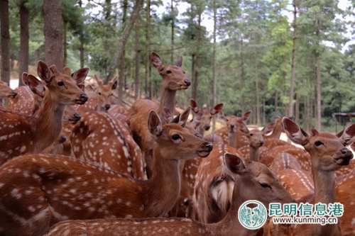 图片4:梅花鹿展区满足游客对日本奈良的幻想。 图片4:梅花鹿展区满足游客对日本奈良的幻想。