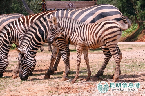 图片5:小斑马。 图片5:小斑马。