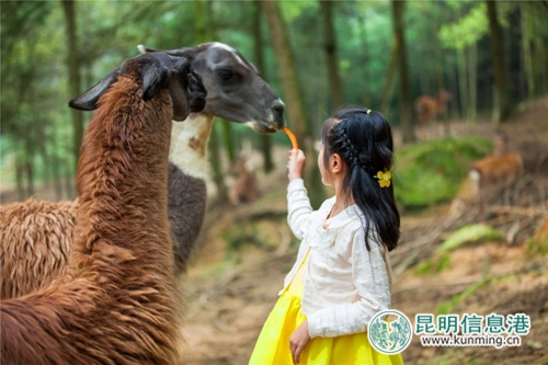 图片7:小朋友和羊驼互动。 图片7:小朋友和羊驼互动。