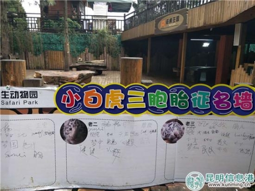 小白虎三胞胎征名墙。