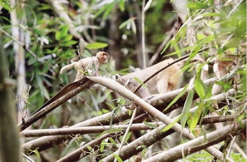 金丝猴3