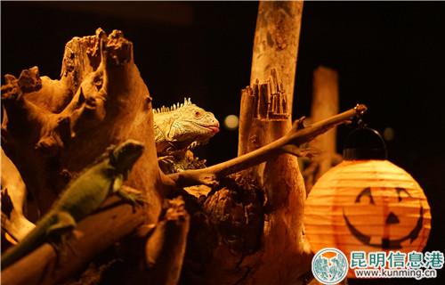 图3：绿鬣蜥与南瓜灯。