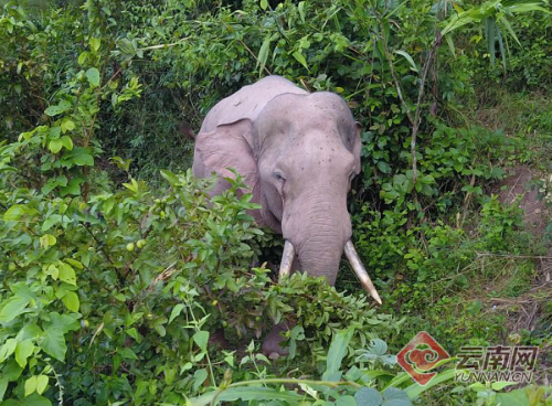 00300167801_0bca0cad