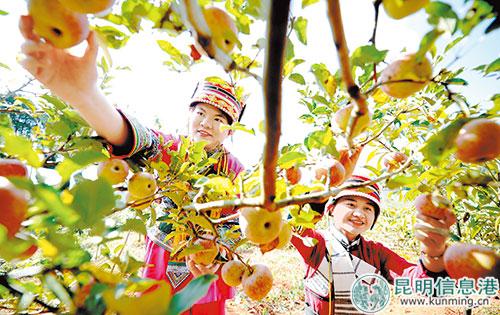 彝族姑娘喜摘苹果。记者赵伟摄 彝族姑娘喜摘苹果。记者赵伟摄