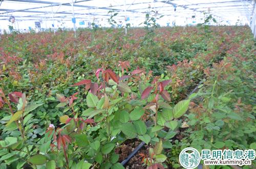 现阶段5亩基质栽培基地图片