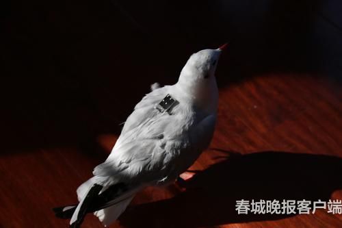 海鸥背上“GPS小书包” 春城晚报记者 王宇衡 摄1