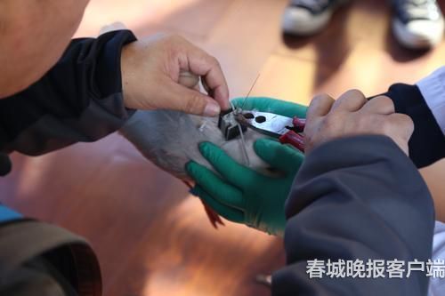海鸥背上“GPS小书包” 春城晚报记者 王宇衡 摄3
