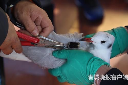 海鸥背上“GPS小书包” 春城晚报记者 王宇衡 摄6