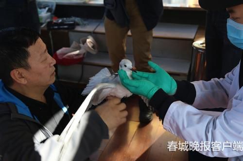 海鸥背上“GPS小书包” 春城晚报记者 王宇衡 摄4