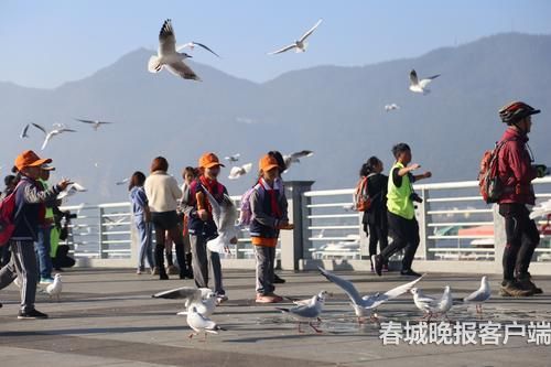 海鸥背上“GPS小书包” 春城晚报记者 王宇衡 摄5