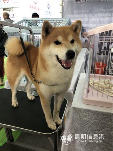 可爱柴犬引惹市民喜爱。