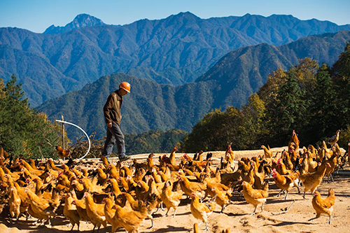 MAIN201811141608000263715724278