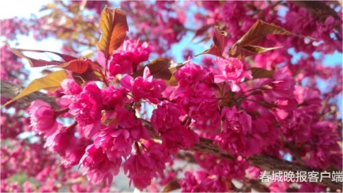 201812032113079CPYSR 201812032113079CPYSR