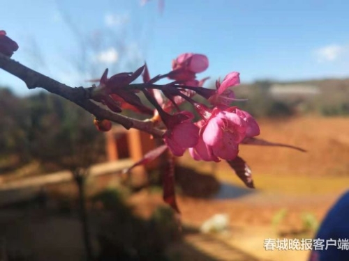 20181203211307CDXZ50 20181203211307CDXZ50