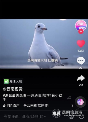 红嘴鸥创意短视频挑战赛投稿作品 红嘴鸥创意短视频挑战赛投稿作品