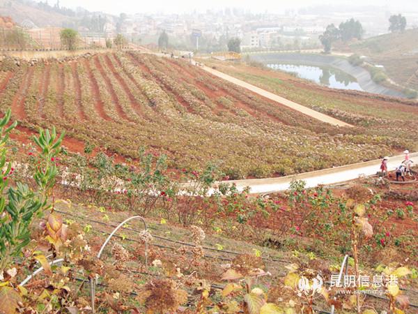 南国山花庄园种植基地