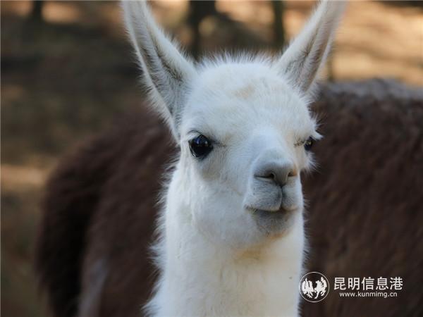 小驼羊“绒绒”。