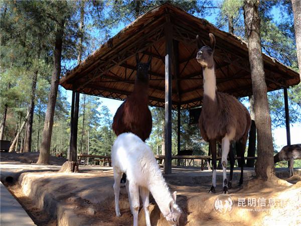 小驼羊“绒绒”和爸爸妈妈。