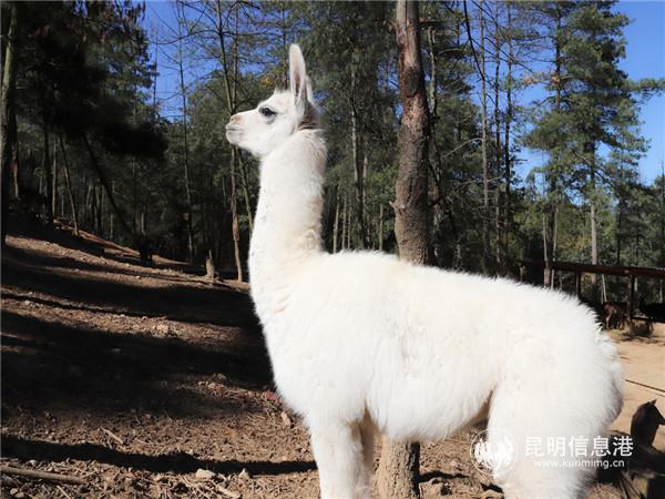 小驼羊通体雪白，拥有黑漆漆水汪汪的大眼睛。