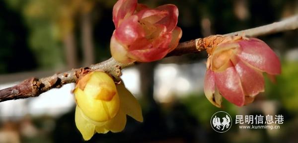 变色的蜡梅。