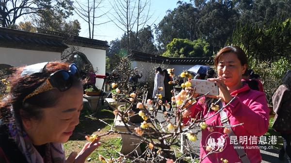 游客被蜡梅的香味吸引。昆明日报记者杨艳辉摄