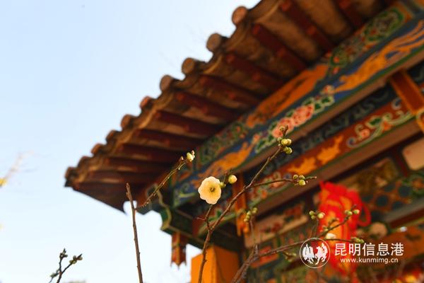梅花初绽。昆明日报记者杨艳辉摄