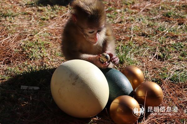 小猕猴“点点”出现在寻蛋活动现场。