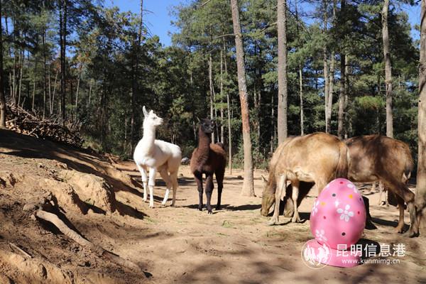 羊驼姐妹被粉色“巨蛋”吸引。