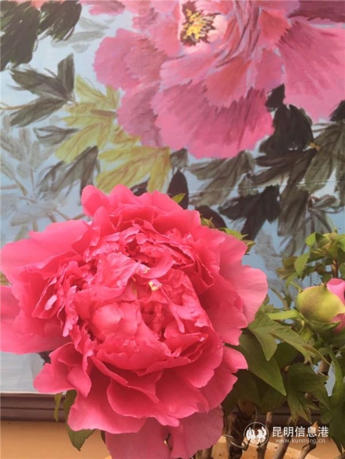 牡丹，让人分不清真假。晋志娟摄