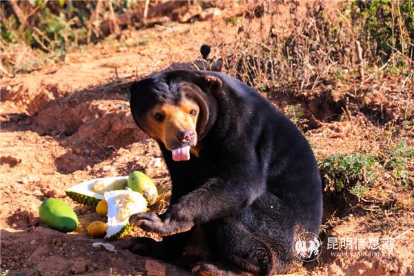 图1：马来熊吃芒果的模样憨傻可爱。