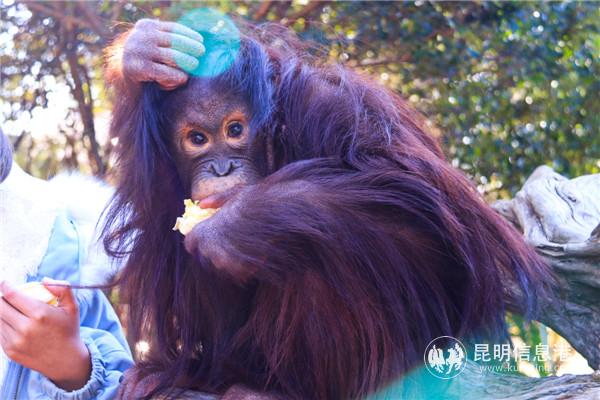 图片3：红毛猩猩“二毛”正在吃菠萝蜜。