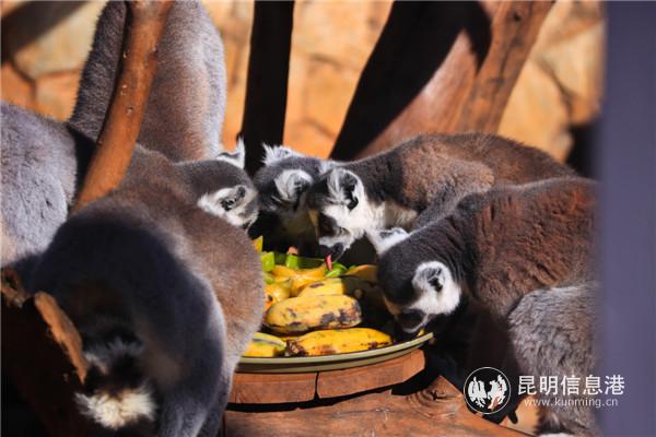 图片4：环尾狐猴小心舔舐杨桃。