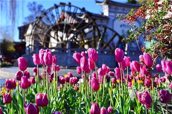 丽江_副本 丽江_副本