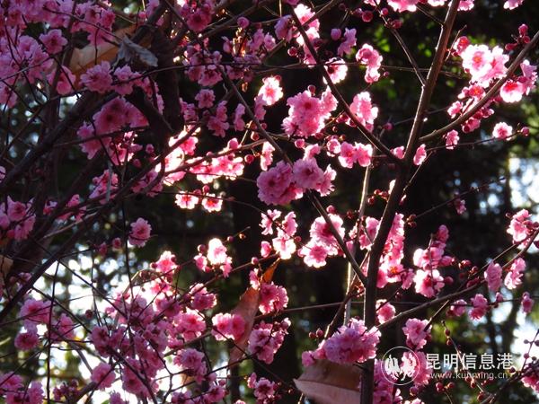 547816155_副本 547816155_副本