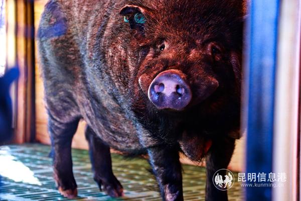 神秘的“明星猪”成员。