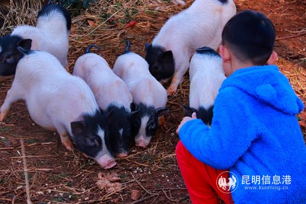 园区将为游客朋友提供别样的新春生肖互动体验。