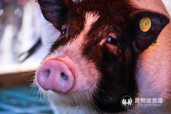 这个春节来云南野生动物园探索小猪的秘密。