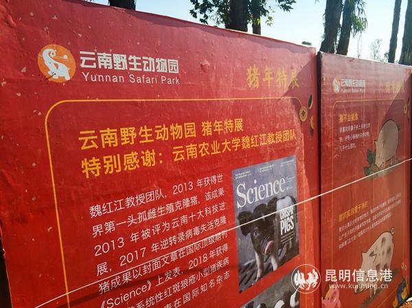 猪年春节来云南野生动物园看展。