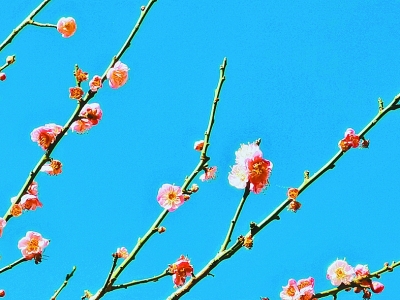 花动南国春色——我国南方地区早春美丽景象掠影