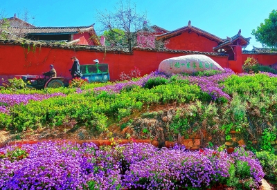 花动南国春色——我国南方地区早春美丽景象掠影