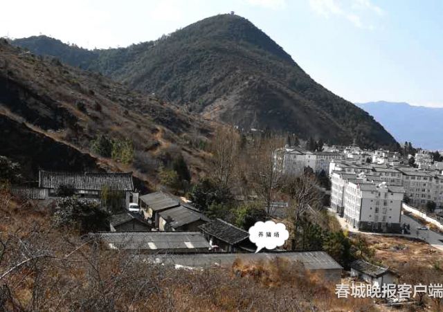 市民报料：丽江清溪水源二级保护区现养猪场 (4)