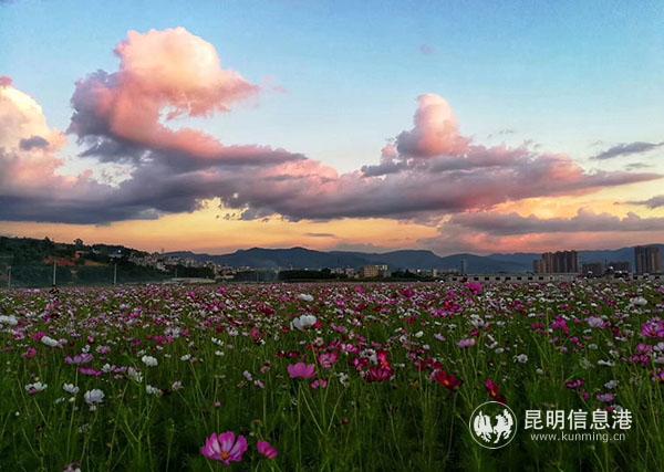 富民县格桑花海。